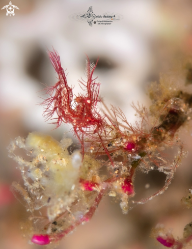 A Phycocaris simulans (Kemp, 1916)  | Hairy Shrimp