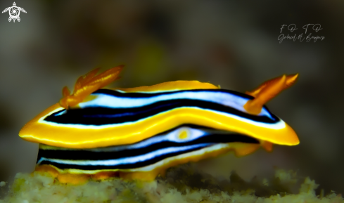 A Chromodoris quadricolor | nudibranquio