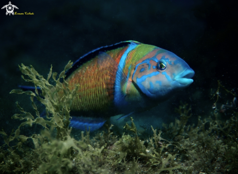 A Thalassoma pavo | Pejeverde