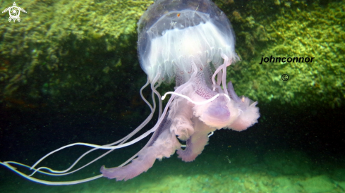 A Pelagia noctiluca | Méduse Pélagique