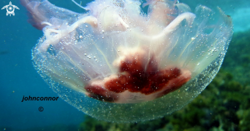 A Pelagia noctiluca | Méduse Pélagique