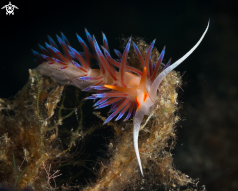 A Cratena peregrina nudibranch | Cratena peregrina nudibranch