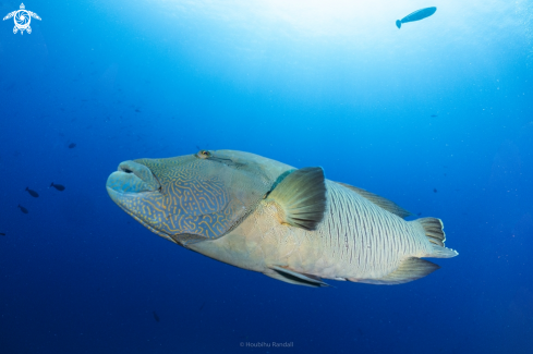 A Humphead wrasse