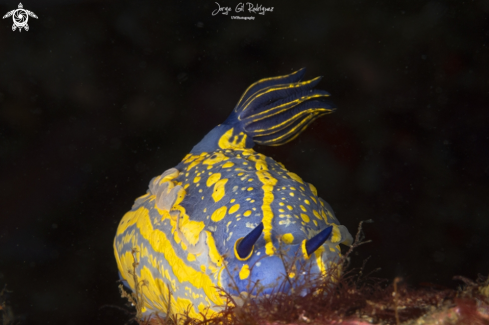 Elegant Sea Slug