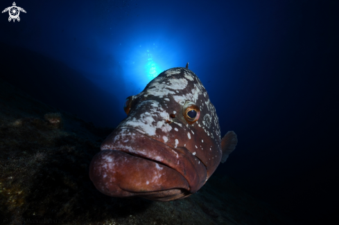 Dusky Grouper