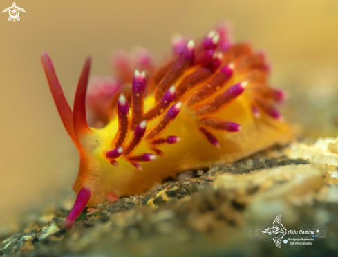 A Nudibranch