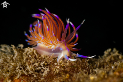 A Red lined Flabellina