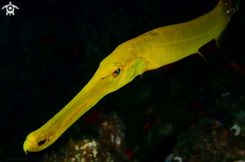 The Atlantic cornetfish