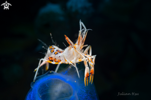 The Tiger shrimp