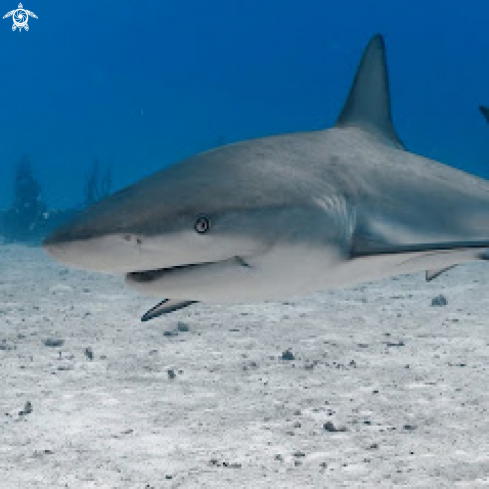 A Bull shark