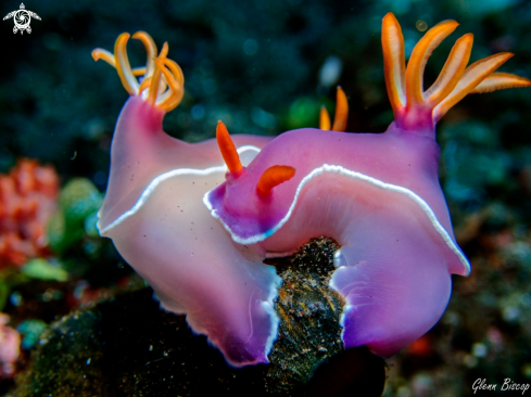 A Hypselodoris bullockii | Hypselodoris bullockii