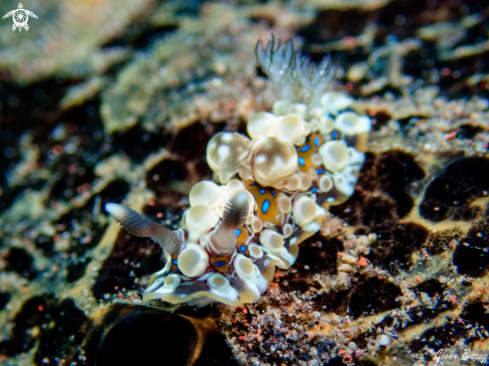 A Dendrodoris krusensternii