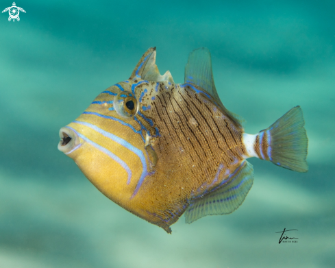 A Queen Triggerfish