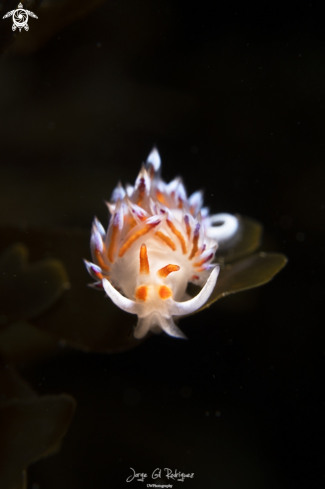 A Cratena peregrina | Hervia Peregrina