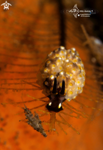 A Doto Sea Slug & Skeleton Shrimp