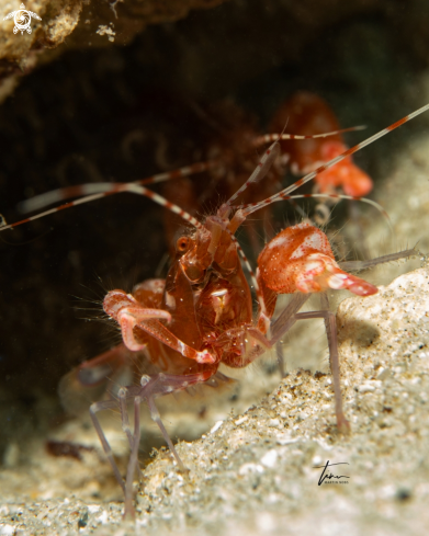 A Snapping shrimp