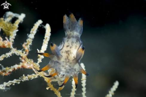 A Polycera sp. 