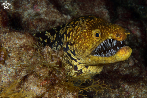 A Enchelycore anatina | Fangtooth moray