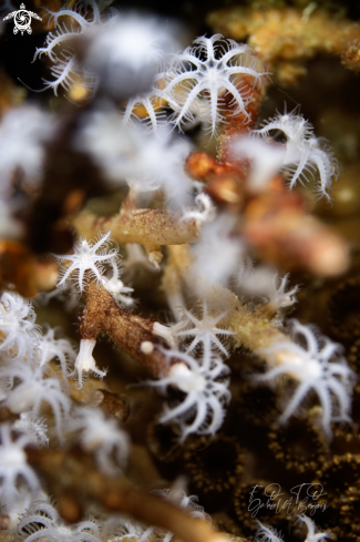 A Tritoniopsis elegans  | pinos