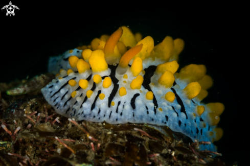 A Phyllidia varicosa nudibranch | Varicose nudibranch