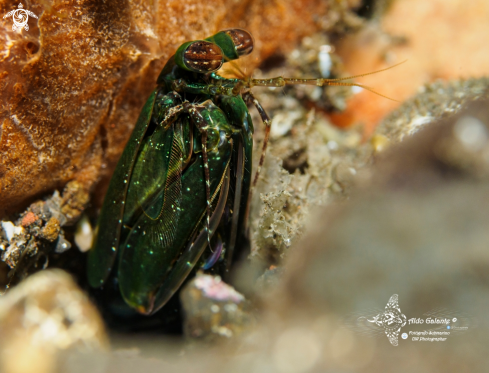 A Pseudosquilla ciliata (Fabricius, 1787) | Green Mantis Shrimp