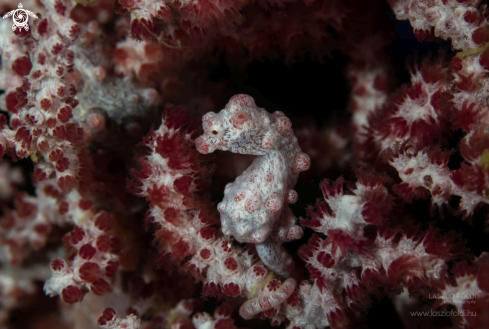 The Pygmy Seahorse