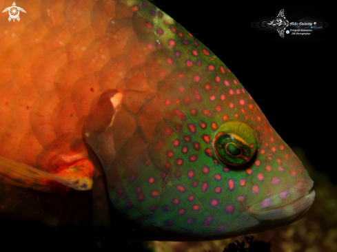 A Wrasse