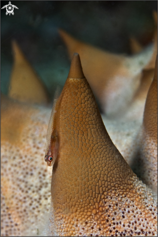 A Bryaninops erythrops, Protoreaster nodosus  | Translucent Coral Goby on a horned seastar