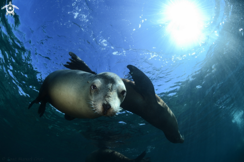 A Zalophus californianus | Sea Lion