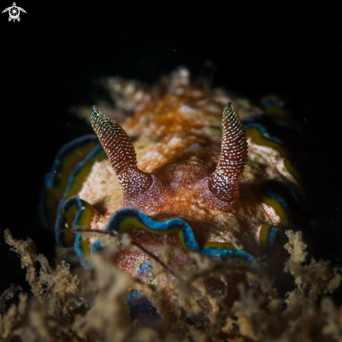 A Glossodoris cincta nudibranch