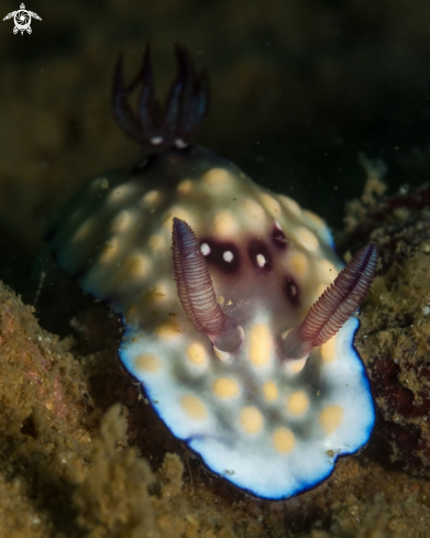 The Chromodoris nudibranch