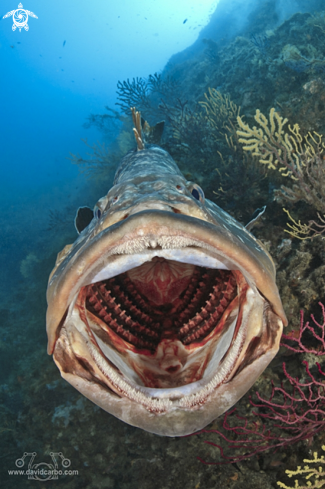 Epinephelus marginatus