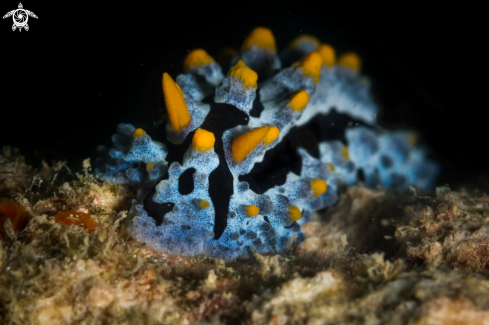 A Phyllidia varicosa nudibranch | Scrambled egg nudibranch