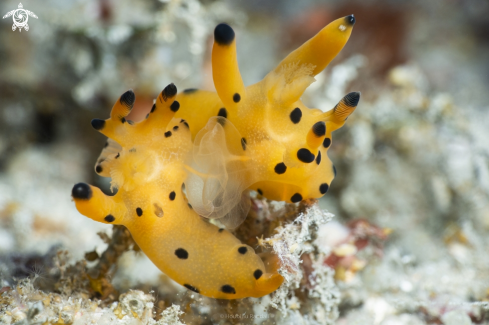 A nudibrach