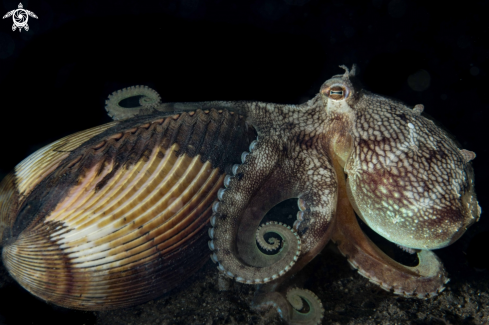 A Amphioctopus marginatus | Coconut Octopus