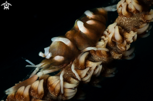 The Whip coral shrimp