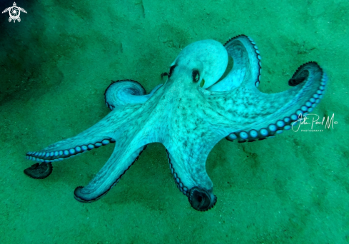 A Octopus