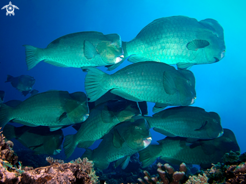 A Bulbometopon muricatum | Bumphead Parrotfish