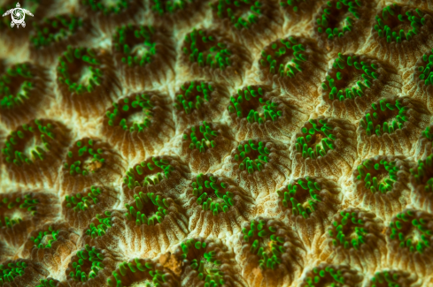 A Green coral
