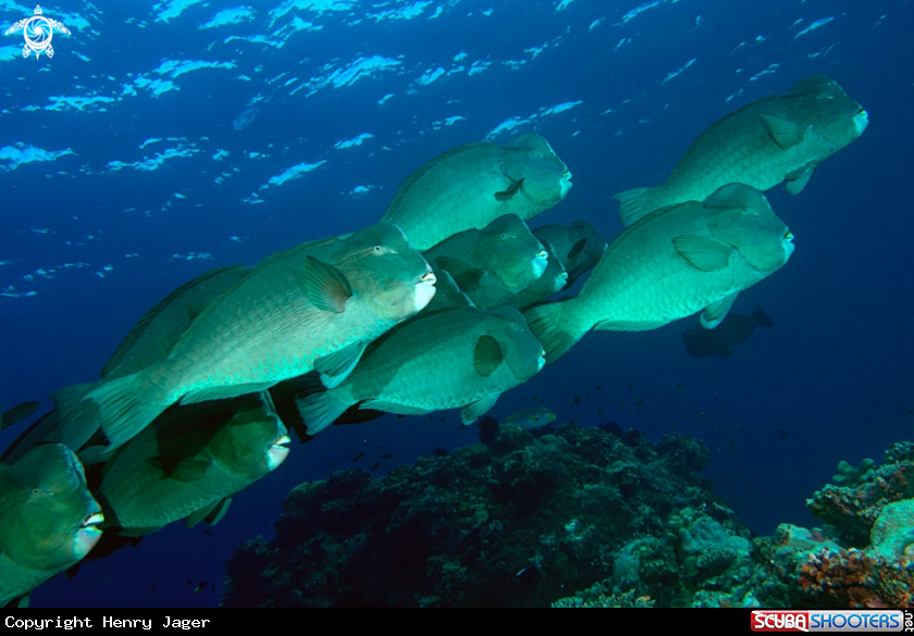 A Bumphead Parrotfish
