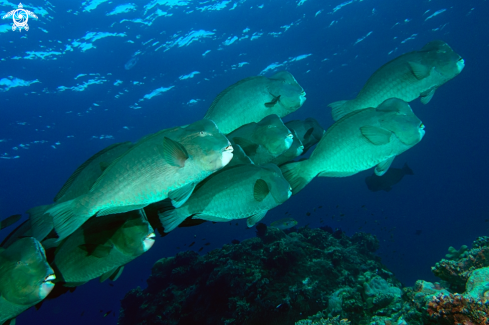 A Bumphead Parrotfish
