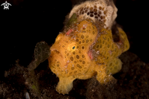 A Painted Frogfish