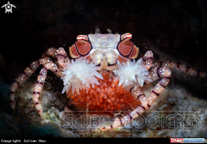 A Boxer crab