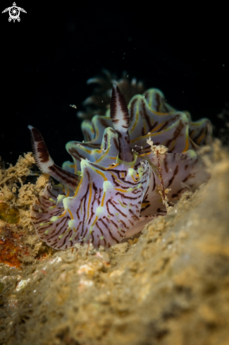 A Halgerda Willeyi nudibranch