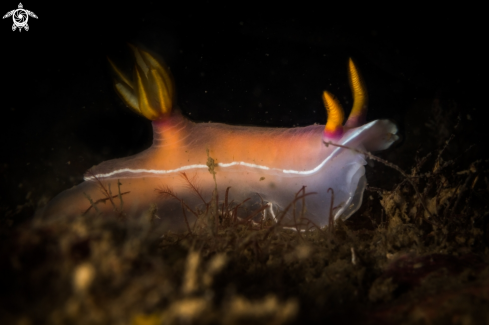 A Chromodoris bullokii nudibranch