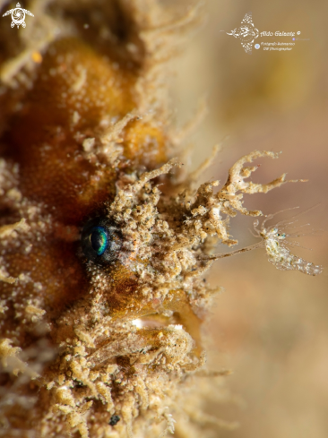 A Frogfish