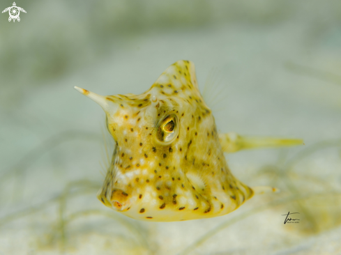 A Acanthostracion polygonius | Honeycomb Cowfish