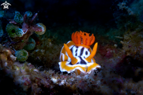 A Chromodoris magnifica | NUDIBRANCH