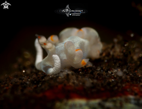 A Samla bicolor (Kelaart, 1858) | Nudibranch