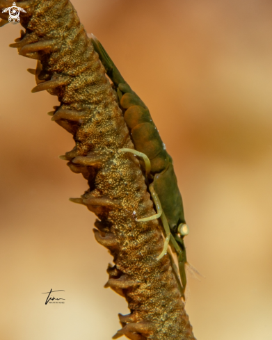 A Pseudopontonides principis | Wirecoral shrimp